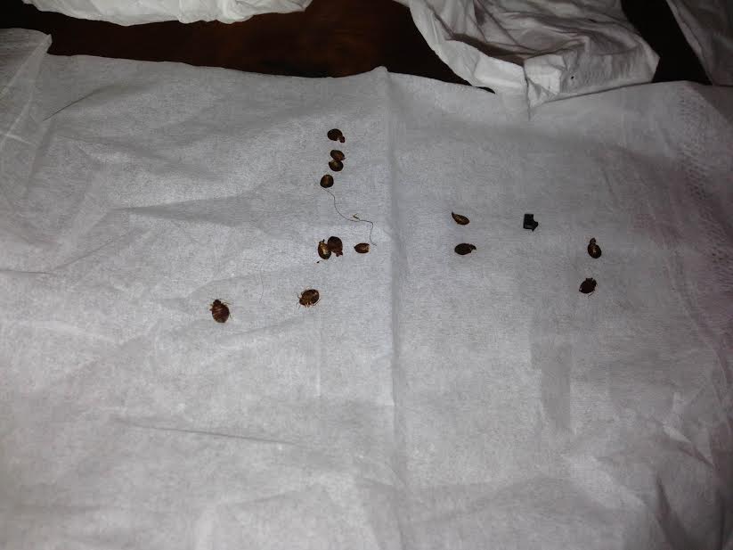 How do i get rid of bed bugs