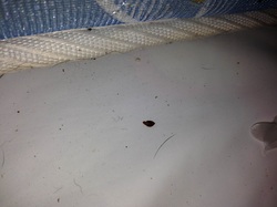 How Do I know I have Bed Bugs