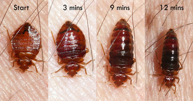 What does a Bed Bug Look Like?